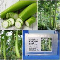 เมล็ดพันธุ์ น้ำเต้ายาว คูกุซซี่ Cucuzzi Gourd Seed 10 เมล็ด คุณภาพดี ราคาถูก ของแท้