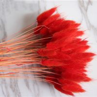 【cw】 50pcs dried natural flower bouquets red Lagurus ovatus bouquets amp;Uraria picta amp;rabbit tail grass bunches