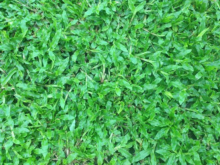 ขายส่ง-1-ลิตร-เมล็ดหญ้ามาเลเซีย-tropical-carpet-grass-หญ้าเห็บ-หญ้าไผ่-หญ้าปูสนาม-สนามหญ้า-เมล็ดพันธ์หญ้า-ปูหญ้า-ปูสนาม-สนามหญ้าและสวน