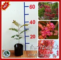 ต้นกาฬพฤกษ์ Cassia grandis กาฬพฤกษ์ เปลือกขม กัลปพฤกษ์ กาลพฤกษ์ ไชยพฤกษ์ ราชพฤกษ์