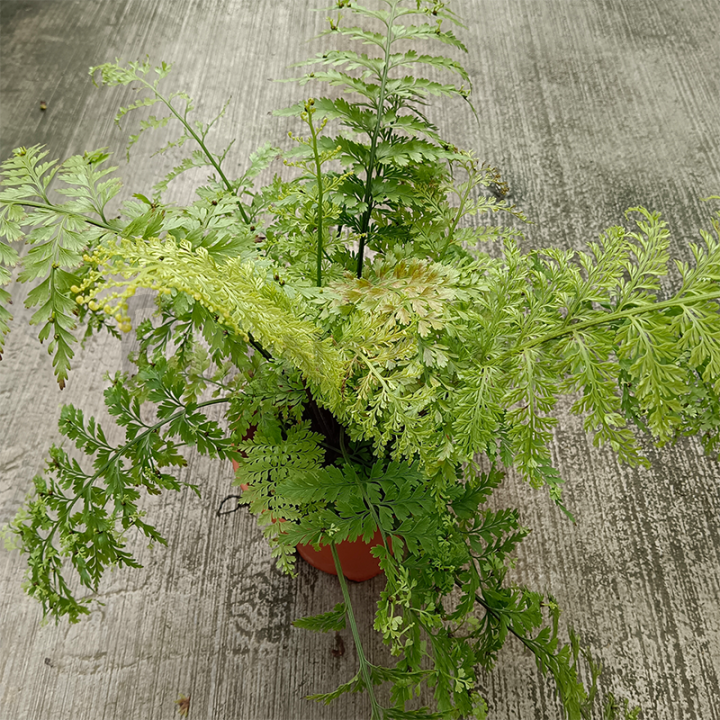 [Plantopia] Mother fern | Pokok Fern Hidup | Terrarium Plant | Real ...