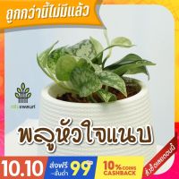 โปรโมชั่น+++++ ต้นพลูหัวใจแนบ satin pothos ต้นไม้ฟอกอากาศ พร้อมกระถางดำ 5 นิ้ว ราคาดี ต้นไม้ ฟอก อากาศ กระถาง ต้นไม้ ไม้ ประดับ ต้นไม้ ปลูก ใน บ้าน