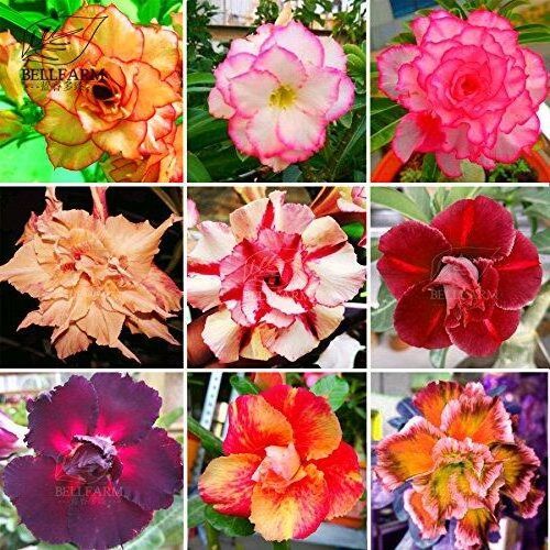 12-เมล็ด-เมล็ดพันธุ์-ชวนชม-สายพันธุ์ฮอลแลนด์-คละสี-adenium-seeds-กุหลาบทะเลทราย-desert-rose-ราชินีบอนไซ-อัตรางอก-80-90-มีคู่มือปลูก