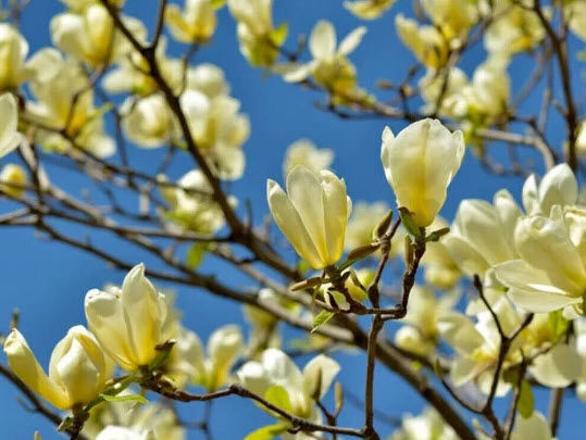 ต้น-แมกโนเลีย-เยลโล่-เบิร์ด-yellow-bird-magnolia-สูง-30-50-ซ-ม-หายาก