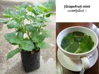 ขายต้นพันธ์ุมิ้นท์ (Grapefruit mint เกรฟฟรุ๊ตมิ้นท์ )ต้นเกรฟฟรุ๊ตมิน้ท์