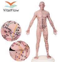 48Cm Silicone Human Body Acupuncture Model Suitable For Beginners In Acupuncture, Acupuncture Practice, And Acupuncture Teaching