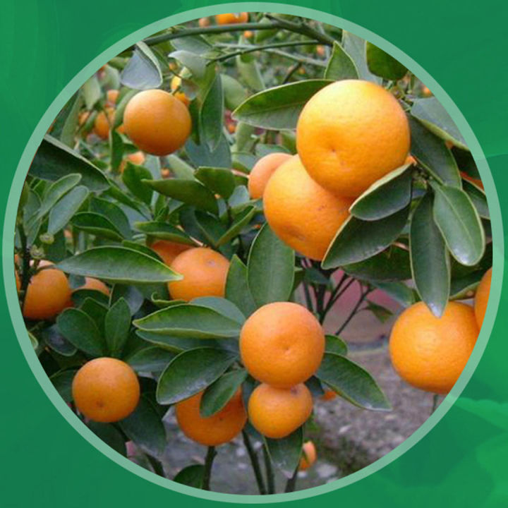 เมล็ดส้มแมนดาริน-ส้มจีน-10เมล็ด
