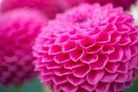 1 เหง้า/ชุุด รักเร่ Dahlia Bulb สายพันธุ์ Leopold Chloe หัวรักเร่ ดอกไม้ ดอกรักเร่ เหง้า นำเข้า ยุโรป หัวสดใหม่ ผ่านการแช่เย็นแล้ว