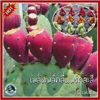 5 เมล็ด พลิคลี่แพร์ คละสี Mixed Prickly Pear กระบองเพชร ทานผล พลิคลี่แพร์ เมล็ดพันธุ์พลิคลี่แพร์ เมล็ดพลิคลี่แพร์ เมล็ดกระบองเพชร