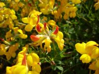 เมล็ดพันธุ์ Lotus corniculatus birds foot trefoil 500 เมล็ด เมล็ดพันธุ์นำเข้าจากอังกฤษ