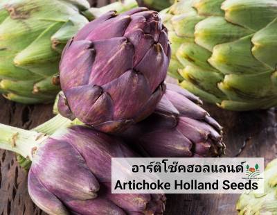 อาร์ติโช๊ค ☘️ Artichoke Seeds เมล็ดพันธุ์อาร์ติโช๊คฮอลแลนด์ ทานอร่อย☘️ราคาถูกที่สุด☘️บรรจุ 4เมล็ด