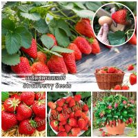 เมล็ดพันธุ์สตรอเบอร์รี่ Strawberry Seeds Fruit Seeds เมล็ดบอนไซ สตอเบอรี่ ไม้ประดับ ต้นผลไม้ สตอเบอรี่สด ต้นพันธุ์ผลไม้ พันธุ์ไม้ผล เมล็ดพันธุ์พืช ต้นไม้แคระ ต้นบอนไซ เมล็ดพันธุ์แท้ 100% ปลูกง่าย ปลูกได้ทั่วไทย (แต่ละแพ็คมี 200 เมล็ด - Seeds for planting)