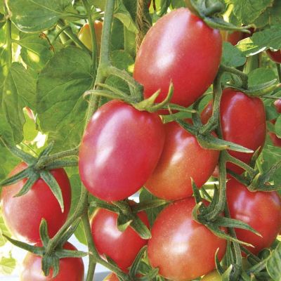 มะเขือเทศสีดา ตำส้ม Seeda Tomato Seed เมล็ดพันธุ์มะเขือเทศสีดา บรรรจุ 20 เมล็ด 10 บาท