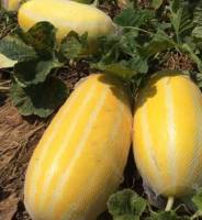 แตงไทย สีทอง Muskmelon Gold Seed  เมล็ดพันธุ์แตงไทยสีทอง รสหวานกรอบ บรรจุ 10เมล็ด 10 บาท