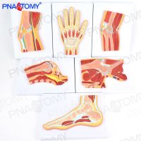 Medical human bone joint sectional anatomical structure MRI joint muscle anatomy model orthopaedic pain