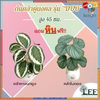 (( ต้นคล้าคู่มงคล! )) ต้นคล้าหางนกยูง/ต้นคล้าใบตอง สูง 45 ซม. "รุ่น Duo" พร้อมกระถาง #ต้นไม้ปลอมตกแต่งบ้าน Leeartplants flashsale ลดกระหน่ำ