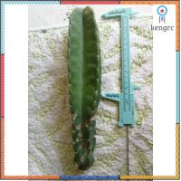 ตอจามาคารู Cereus Jamacaru สวยมาก สินค้ามีจำนวนจำกัด