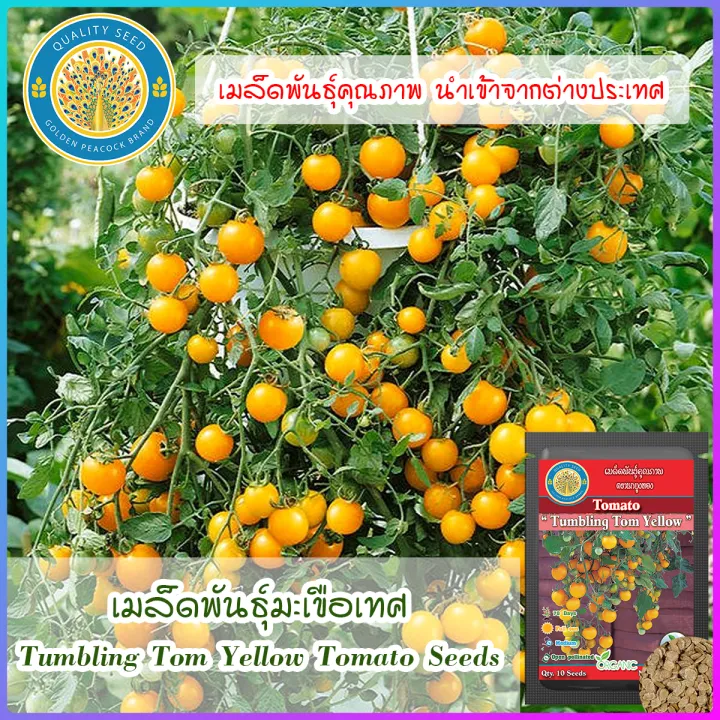 เมล็ดพันธุ์มะเขือเทศ (Tumbling Tom Yellow Tomato Seeds) Lazada.co.th