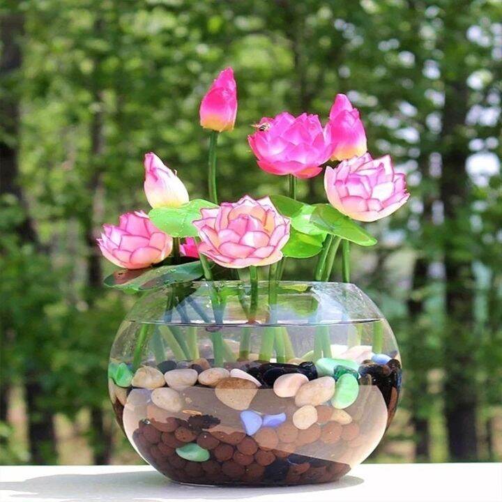 Bowl Lotus Flower Seeds ( 5 seeds ) Basic Farm House Lazada PH
