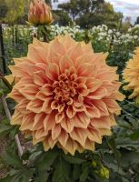 1 เหง้า/ชุด รักเร่ Dahlia Bulb สายพันธุ์ Winkie Whopper หัวรักเร่ ดอกไม้ หัวหน่อ เหง้า นำเข้า เนเธอร์แลน หัวสดใหม่