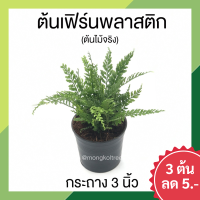 ? โปร 9.9 ? [แพ๊ก 10 ต้น] ต้นเฟิร์นพลาสติก (ต้นไม้จริง) กระถาง 3 นิ้ว ต้นไม้ฟอกอากาศ Asplenium thunbergii Kunze ต้นไม้มงคลสวยๆ ไม้มงคลโชคลาภ ต้นไม้จิ๋ว