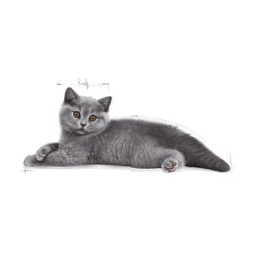 แบ่งขาย-royal-canin-british-shorthair-kitten-1-กก-สำหรับ-แมวเด็ก-พันธุ์-บริติช