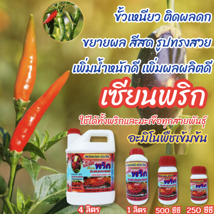 พร้อมส่ง-เซียนพริก-250ซีซี-2ขวดแถม-เซียนดิน1ขวด-ฮอร์โมนบำรุงพริก-พริกดก-อาหารพืช-ปุ๋ยฉีดพริก-ปุ๋ยฉีดมะเขือ-ยาฉีดพริก-ยาฉีดมะเขือ-อะมิโน