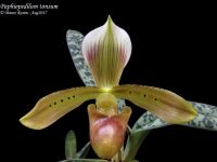 กล้วยไม้รองเท้านารีทอนชัม Paphiopedilum tonsum ไม้พันธุ์แท้ ดอกสวย เลี้ยงง่าย จากอินโดนีเซีย