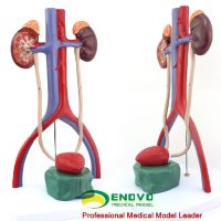 Human urothelial model renal ureter bladder urethra anatomical model DOI: