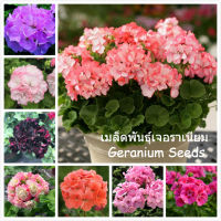 ( Promotion+++) คุ้มที่สุด เมล็ดพันธุ์ เจอราเนียม บอนสี เมล็ดพันธุ์แท้ 100 เมล็ด Geranium Seeds เมล็ดบอนสี บอนสีหายาก บอนไซ ต้นไม้ ต้นไม้มงคล ราคาดี พรรณ ไม้ น้ำ พรรณ ไม้ ทุก ชนิด พรรณ ไม้ น้ำ สวยงาม พรรณ ไม้ มงคล