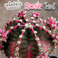 ชุดเพาะเมล็ด Rose โรเซ่ ? (Rose ผสม LB2178) ?กระบองเพชร/แคคตัส ?