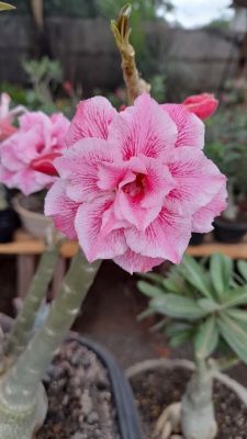2 เมล็ด เมล็ดพันธุ์ ชวนชม สายพันธุ์ garden’s flower สีม่วง Bonsai Desert Rose Adenium Seed กุหลาบทะเลทราย ราชินีทะเลทราย บอนไซ มีคู่มือปลูก