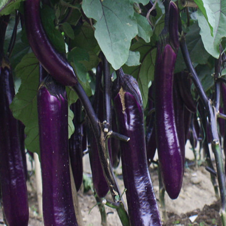 เมล็ดมะเขือยาวม่วงดำ-300เมล็ด-ขั้วและผมสีม่วงดำ-eggplant-seeds-เมล็ดมะเขือยาวสีม่วง-เมล็ดมะเขือยาวสีดำ