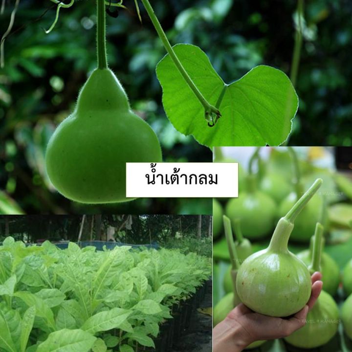 เมล็ดพันธุ์ผัก-บรรจุซองซิป-ซื้อ-10-แถม-1-คละได้-ชุดที่-2