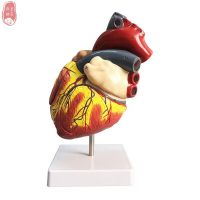 The experimental model of heart body structure removable heart heart anatomy teaching model with medicine circulation system