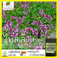 เมล็ดพันธุ์ ไทม์เลื้อย 300 เมล็ด Creeping Thyme seed เมล็ดพันธุ์แท้ นำเข้าจากต่างประเทศ ปลูกผัก สวนครัว