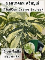 มอนสเตอร่าไทคอนครีมบูเล่ ติดด่างแล้วทุกต้น ไม้เพาะเนื้อเยื่อ (Monstera Thai Constellation - Crème Brûlée)