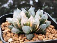 50 เมล็ดพันธุ์ เมล็ด ซักคิวเลนต์ หรือ ไม้อวบน้ำ กระบองเพชร ฮาโวร์เทีย (Haworthia) Succulent seeds อัตราการงอก 80-85%