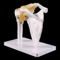 *❤❤Anatomical Life Size Human Skeleton Shoulder Joint Bone Muscle Model