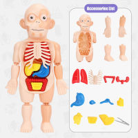 Children Toys Body Anatomy Model Children Human Torso Model Montessori Toy Educational Learning Toys Biology Organ Assembled Toy