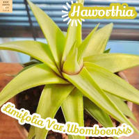 [ฮาโวเทีย ม้าเขียว] Haworthia Limifolia Var.Ubomboensis แคคตัส ต้นไม้ ไม้หนาม ไม้ทนแล้ง กุหลาบหิน ไม้อวบน้ำ พืชอวบน้ำ succulent cactus กระบองเพชร ของขวัญ