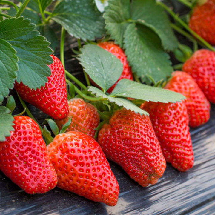 เมล็ดสตรอว์เบอร์รี-200เมล็ด-strawberry-เมล็ดสตรอเบอรี่สีแดง