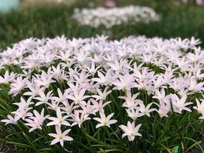 20 หัว ดอกบัวดินสีขาว Zephyranthes minuta ว่านขุนแผนสะกดทัพ เป็นพืชในวงศ์ Amaryllidaceae