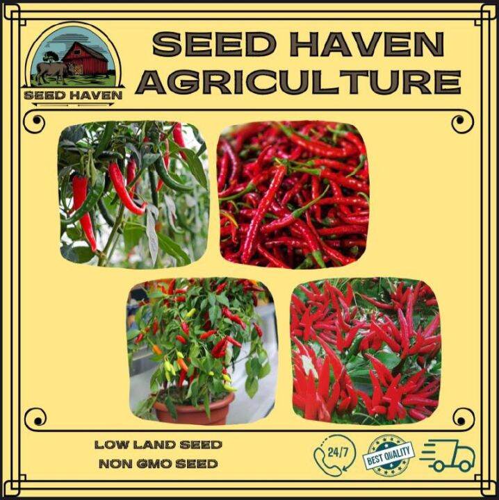 Chilli Seeds (20 seeds) Red Chilli / Kulai Chilli / Thai Bird's Eye