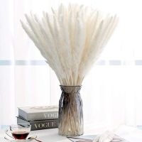 Bulrush Natural Dried Flowers Artificial Plants Branch Colorful INS Pampas Grass Phragmites Fake Flower Wedding Home Decoration