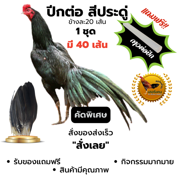 ปีกต่อไก่ชนไม่เปาะ-ปีกแข็งแรง-ปีกไก่ชน-1ชุดมี-40เส้น-ขาว-สา-ดู่-กรด-หม่น-ดอก-คัดพิเศษ-ทุกเส้น