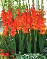 10 หัว แกลดิโอลัส (Gladiolus) หรือดอกซ่อนกลิ่นฝรั่ง สีส้ม เป็นดอกไม้แห่งคำมั่นสัญญา ความรักความผูกพัน สินค้าตามรูป