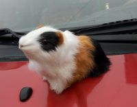 Guinea Pig Plush Toy Cute Hamster Doll Car Accessories Mascot