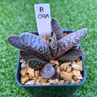 Gasteria No.1 แกสทีเรีย เบอร์1 A089