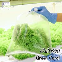 [ตัดสดทุกออเดอร์] กรีนโครอล ผักสลัด สดสะอาด ปลอดสารเคมี LEDFARM